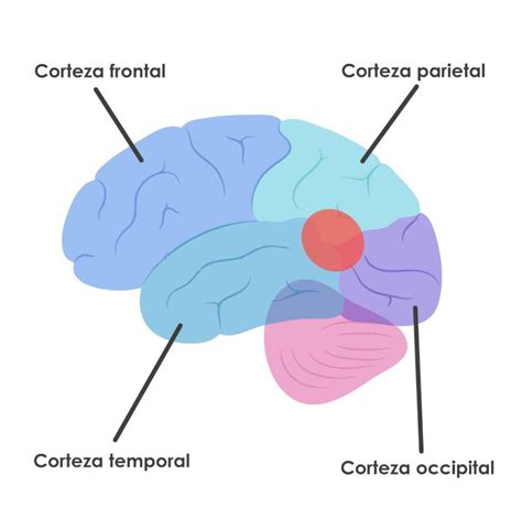 Tipos De Afasia Definición Y Características Neuroclass