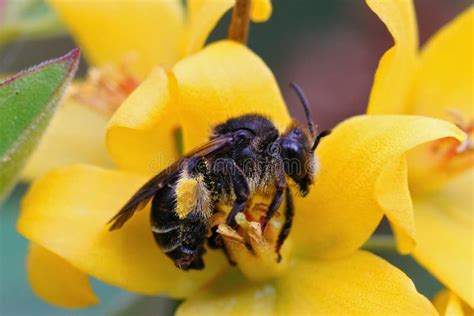 Imagem De Uma Abelha Macropis Europaea Sentada Sobre Uma Flor Amarela