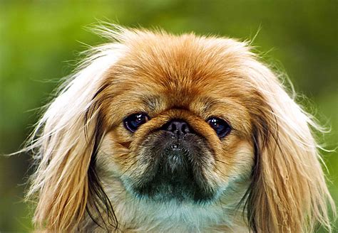 12 Unique Dog Breeds That Come From China