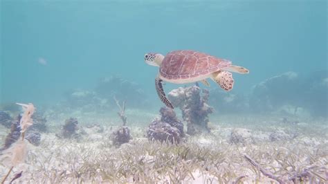 Wanderlust Snorkeling Turks And Caicos Under The Sea