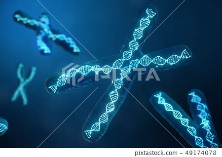 D Illustration X Chromosomes With Dna Carrying Stock Illustration