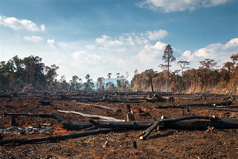 Deforestazione Amazzonia Rischio Collasso Entro Il 2064