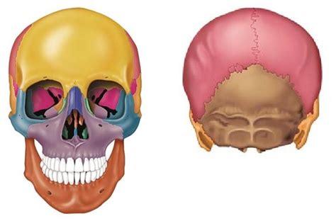 Skull Bones Diagram | Quizlet