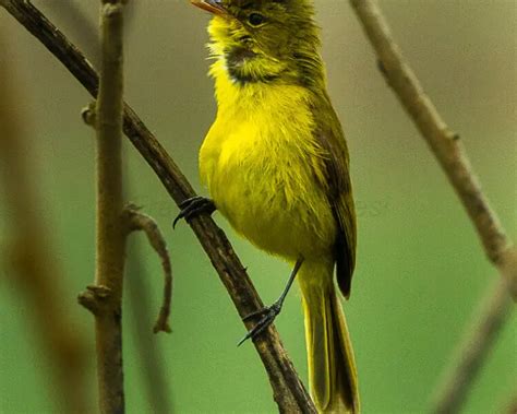 African Yellow Warbler Facts Diet Habitat And Pictures On Animaliabio