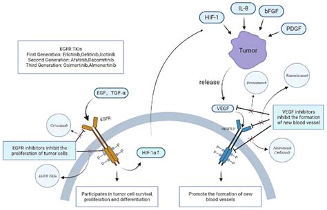 Association And Inhibition Of Egfr And Vegf Pathways Egfr Is Activated