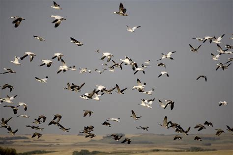 Canada Geese And White Geese Migration Photograph by Pete Ryan