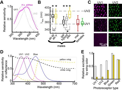 Variability In The Spectral Tuning Of UV Sensitive Photoreceptors