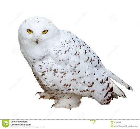 Snowy owl clipart - Clipground