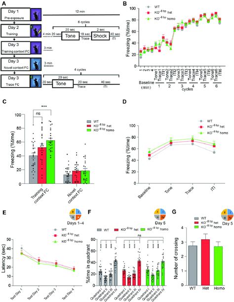 Hippocampal Dependent Contextual Fear Memory Is Enhanced In Pyk2 Ko À8 Download Scientific