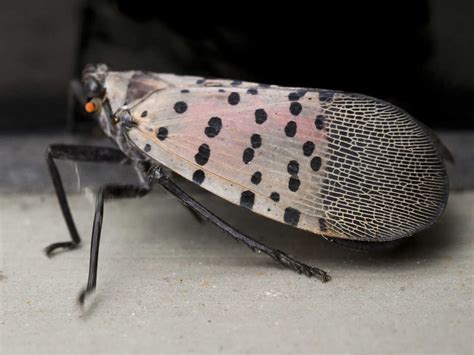 Alert Issued For Spotted Lanternfly In Pennsylvania Npr