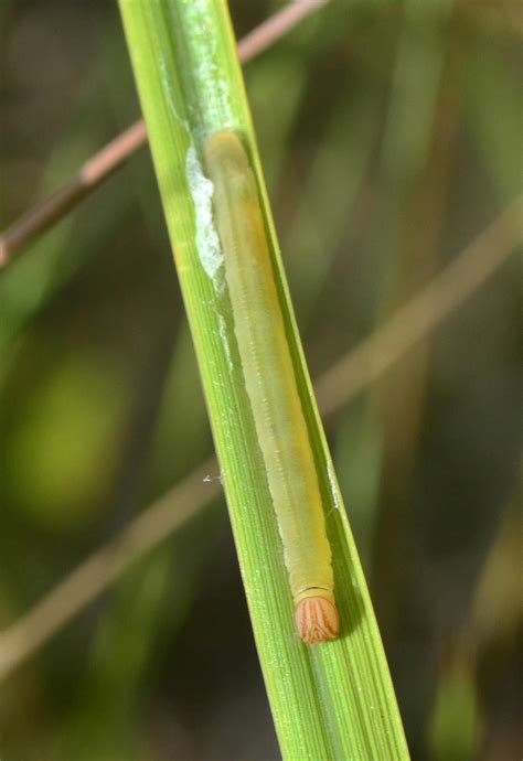 Arogos Skipper - Alabama Butterfly Atlas