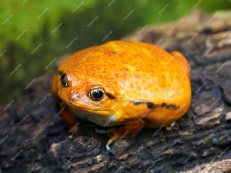 Premium Photo Sambava Tomato Frog Dyscophus Guineti
