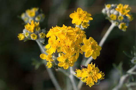 Yellow Yarrow Flower