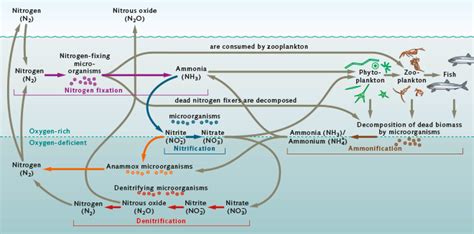 Nitrogen Cycle Ocean