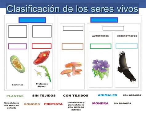 Esquema 5 Reinos Seres Vivos Worksheet
