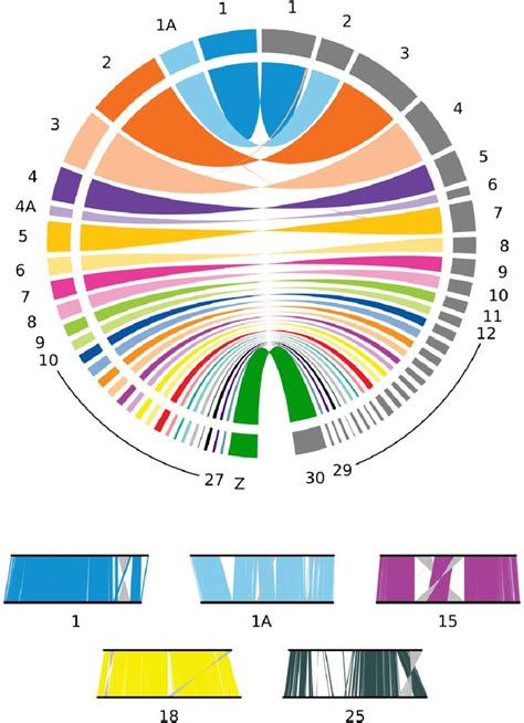 Top Circos Plot Showing The Comparison Between The Chromosomes Of F