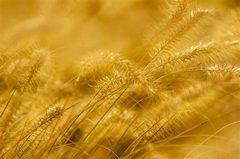300,000+ Free Gold Wallpaper & Gold Images - Pixabay