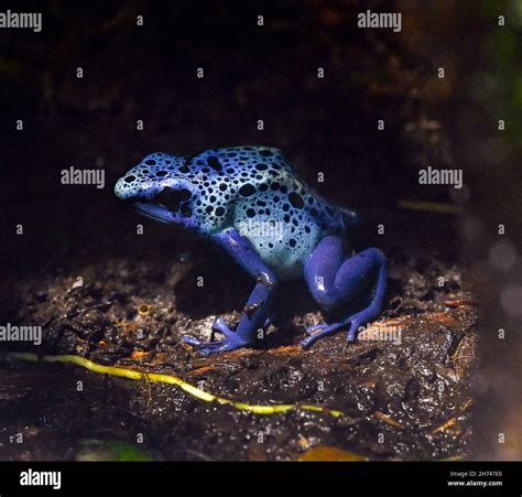 Blue Poison Dart Frog Dendrobates Azureus Resides In Northeastern