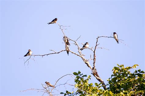 Hirondelle Rustique Hirundo Rustica Guillaume NIONCEL Flickr