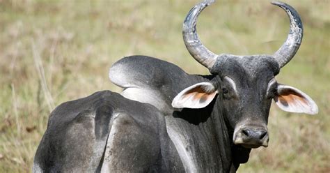 Gado Zebu Ra As Mais Populares No Rebanho Brasileiro