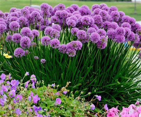 Allium Millenium Bunchberry Nurseries