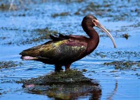 White Faced Ibis Audubon Field Guide