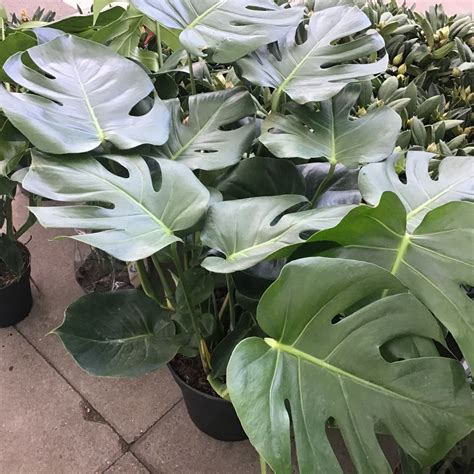 Monstera Deliciosa Swiss Cheese Plant Large Kew Gardener