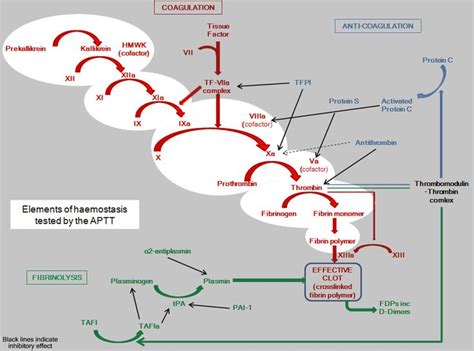 Activated Partial Thromboplastin Time Aptt Coagulation Cascade