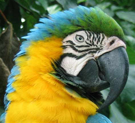 Blue And Yellow Macaw Ara Ararauna S K Herzog1 Birds Of Bolivia