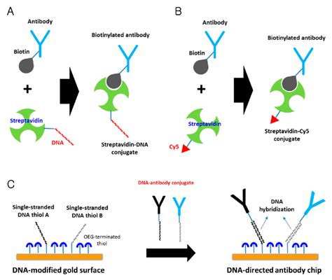 Schematic Representation Of Dna Directed Immobilization A