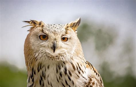 100,000+ Free Snowy White Owl & Snowy Owl Images - Pixabay