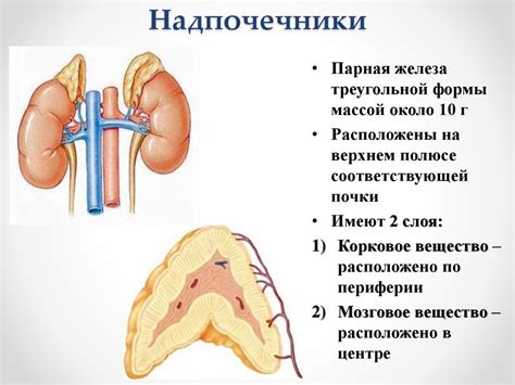 Эндокринные железы - презентация онлайн