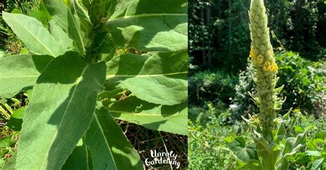 Growing And Foraging For Mullein Plus Harvesting And Preserving Tips