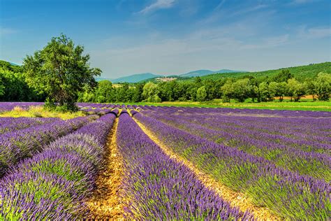 Lavender fields in bloom near Sault, Vaucluse, Provence, France ...