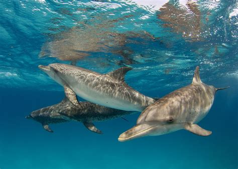 Bottlenose Dolphin Migration