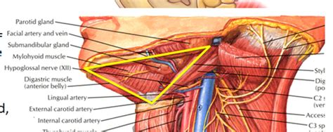 Anterior Triangle Of The Neck Flashcards Quizlet