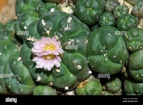 Peyote Lophophora Williamsii Is A Small Spineless Cactus With Psychoactive Alkaloids