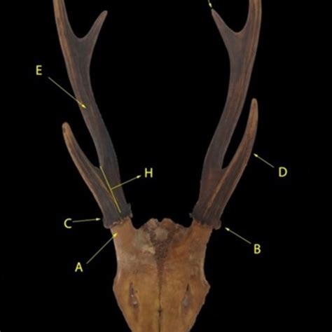 (PDF) Antlers Characterization for Identification of Deer Species ...