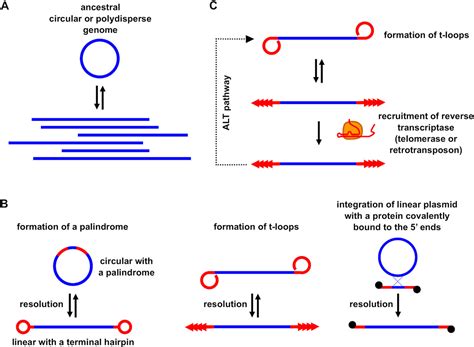 Frontiers A New View Of The T Loop Junction Implications For Self