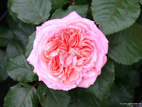 Buy Mary Ann ® – AGEL ROSEN