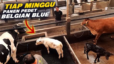 Kandang Breeding Sapi Belgian Blue Terbesar Di Jakarta Cetak Pedet