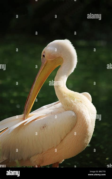 Pink Flamingo Preening Itself With Its Beak Stock Photo Alamy