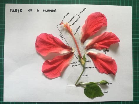 Parts Of A Flower Hibiscus Parts Of A Flower Flower Science