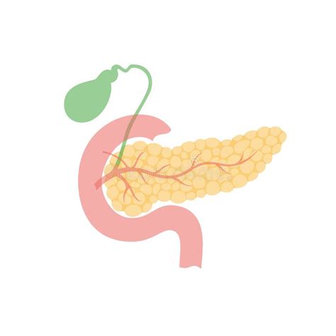 Pancreas And Gallbladder Stock Vector Illustration Of Gall