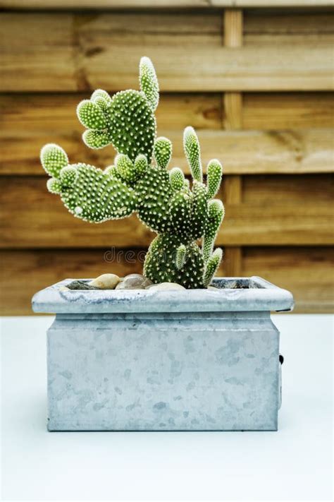 A Galvanized Metal Pot With An Opuntia Microdasys On A Smooth Table