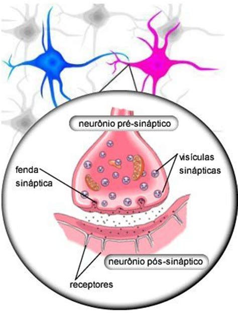 Bulbo cerebelo e sinapse Só Biologia