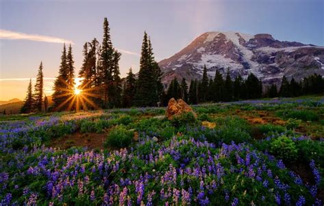 Mount Rainier National Park