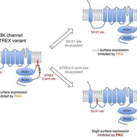 Protein S Acylation And Regulation Of The Ion Channel Lifecycle Zdhhcs