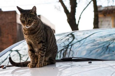 Coinc Sous Le Capot De La Voiture Ce Chaton A Connu L Enfer Avant D