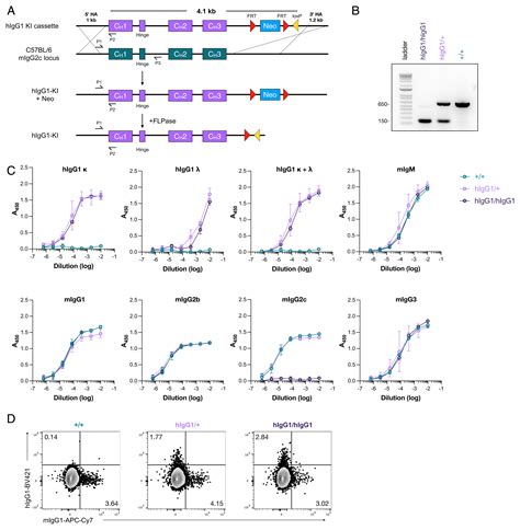 A Novel Mouse Strain Optimized For Chronic Human Antibody